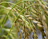 Green wheat plants
